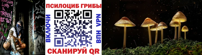 Псилоцибиновые грибы Cubensis  сколько стоит  Куртамыш 